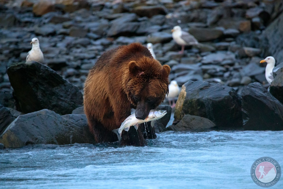 Brown bear pulls a salmon out of the water at the Solomon Gulch Hatchery, Valdez, Alaska.