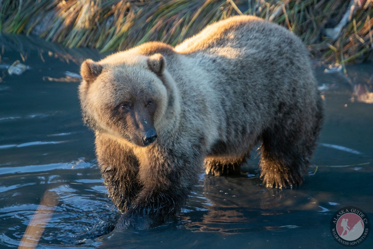 A brown bear looks for salmon in Crooked Creek, Valdez.