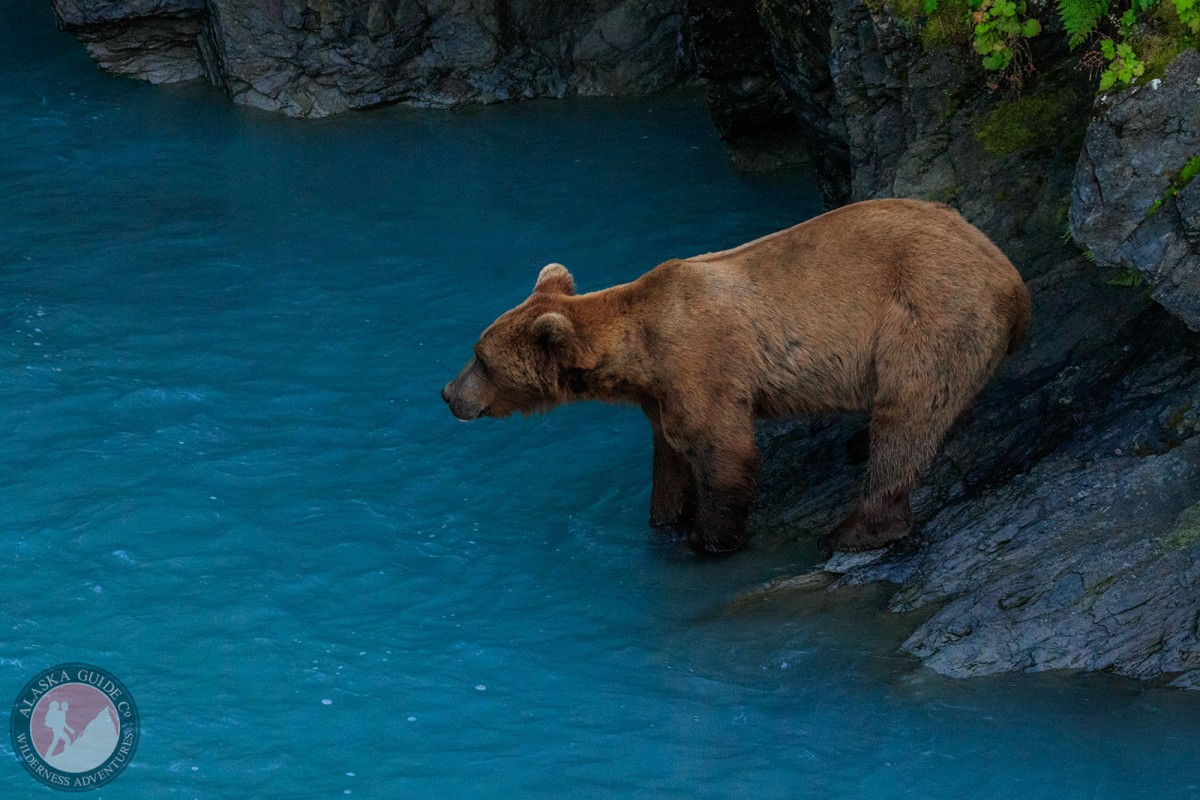 A brown bear looks for salmon in Solomon Gulch, Valdez, Alaska.