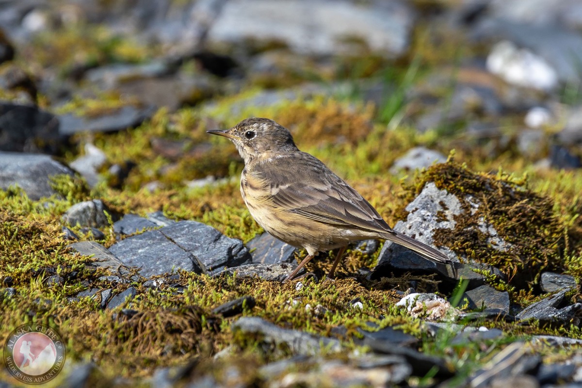 Buff-bellied pipit in the Chugach Mountains behind Valdez.