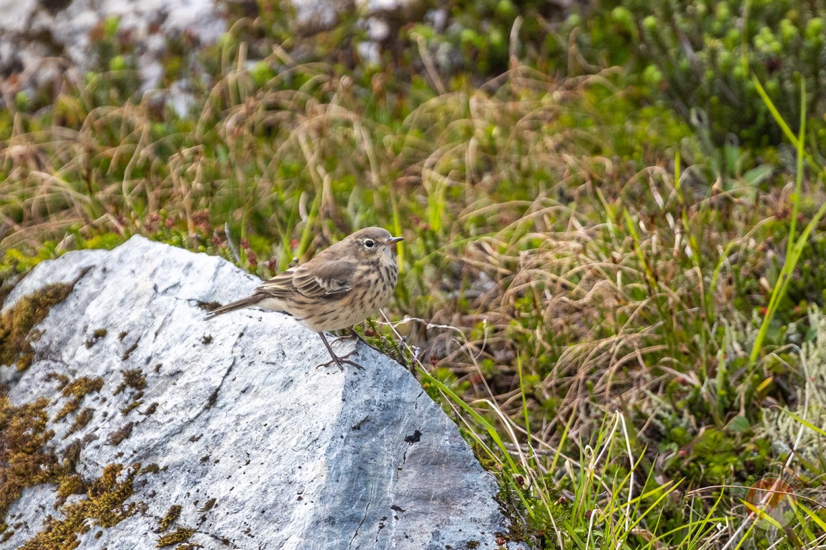 American Pipit or Buff-bellied Pipit in the Chugach alpine behind Valdez.