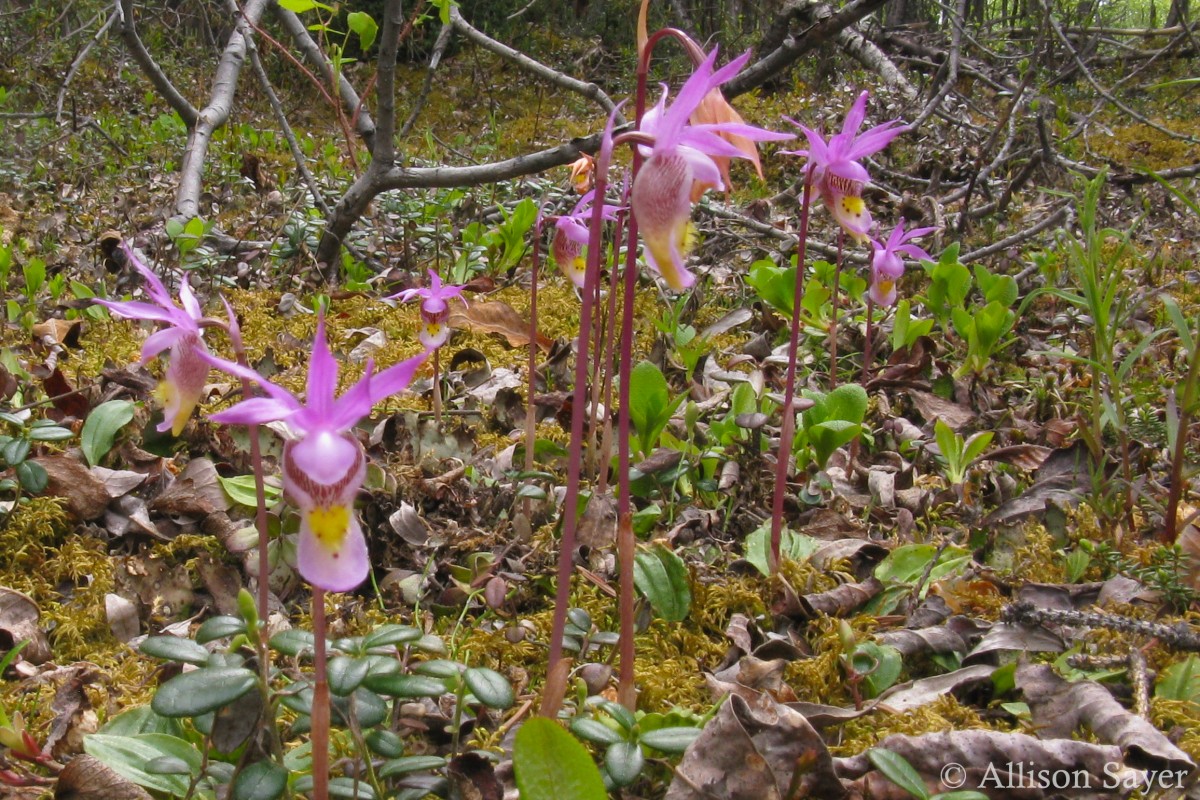 A patch of calypso orchids growing in the woods.