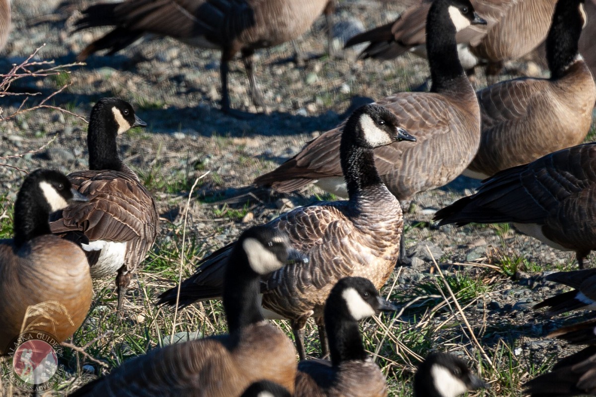 A flock of Canada geese standing near Northway, Alaska.