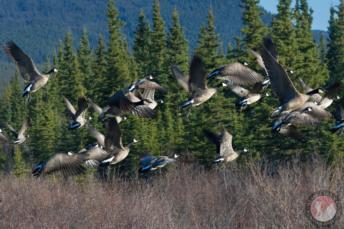 A flock of Canada geese migrating near Northway, Alaska.