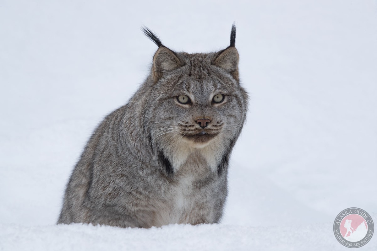 A Canada lynx crouches in the snow.
