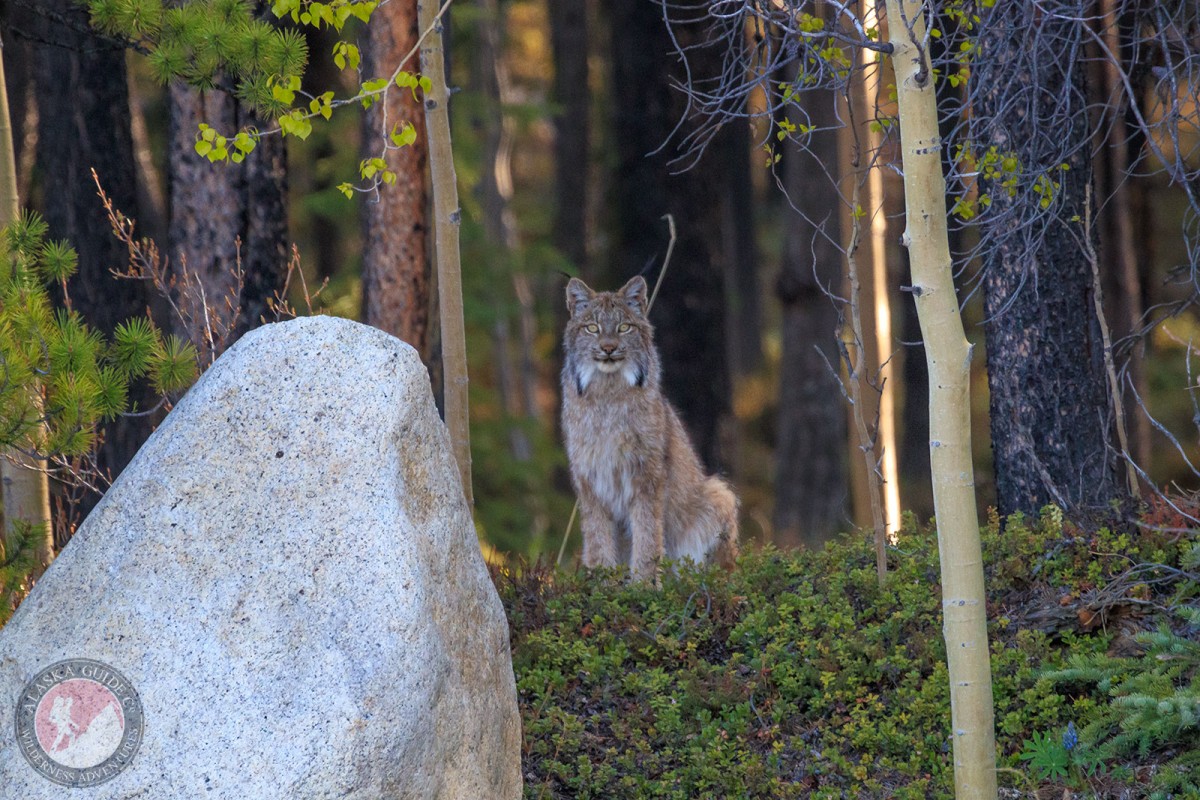 A rare glimpse at a lynx sitting still in the open.