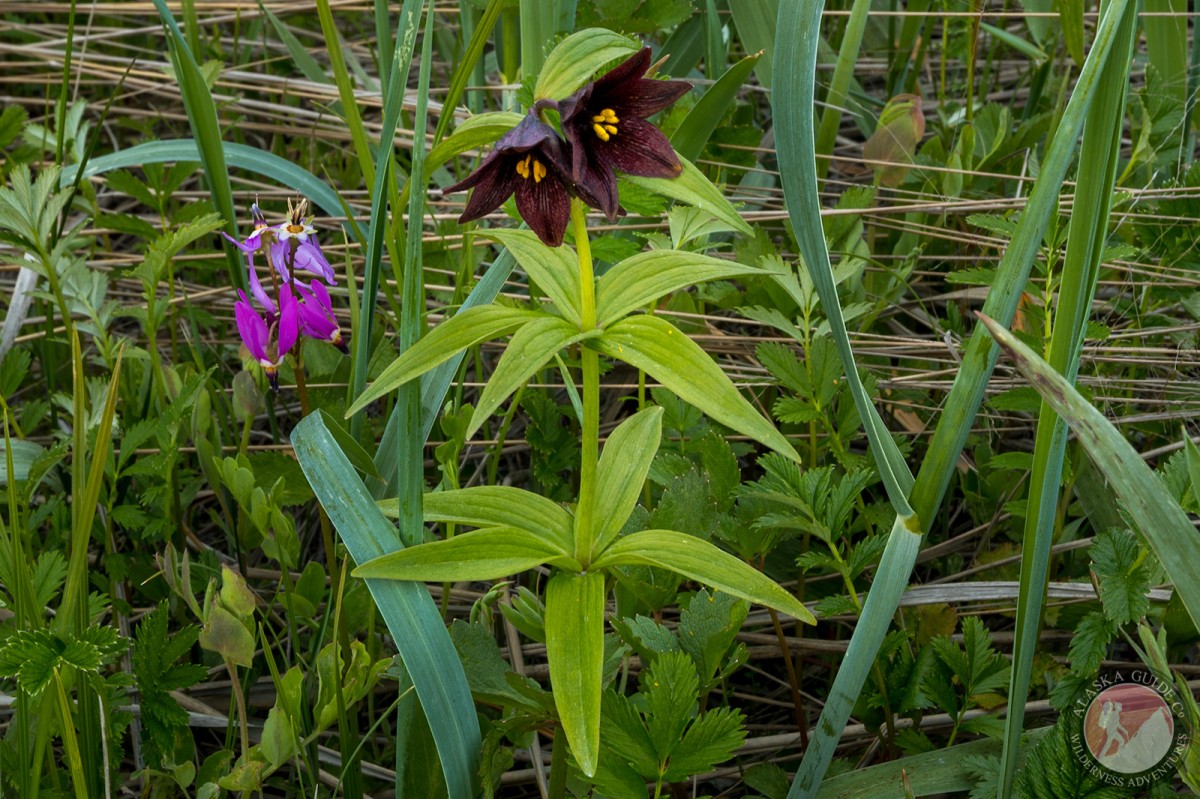 Chocolate lily growing in the flats by the mouth of the Lowe River, Valdez, Alaska. End of May.