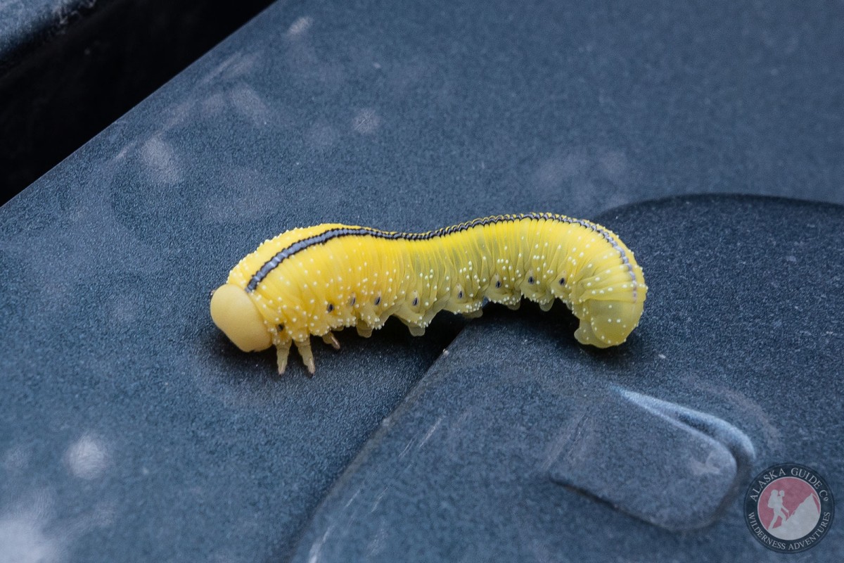 Elm sawfly caterpillar on a car in Valdez, Alaska. 