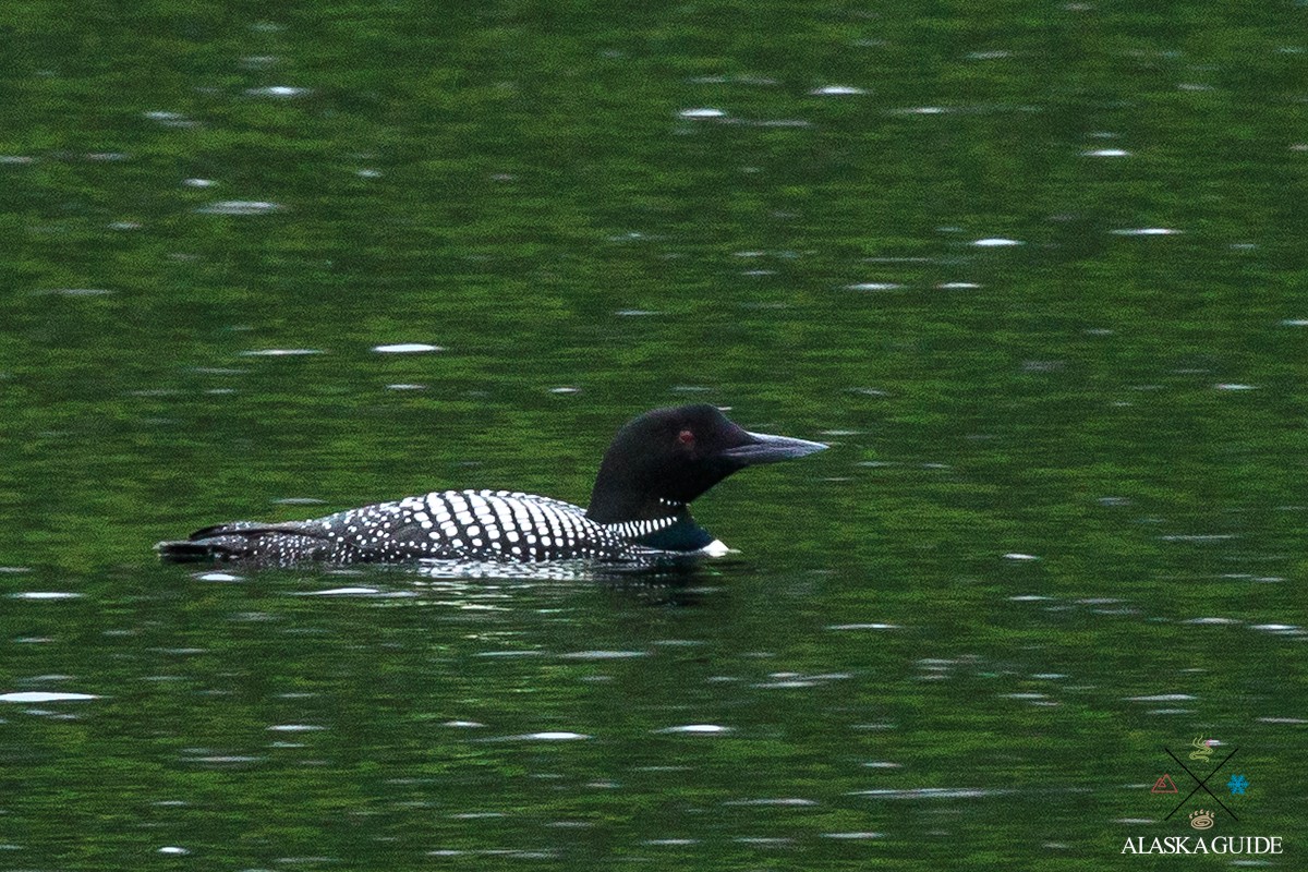 A male common loon swims in Blueberry Lake on Thompson Pass, Valdez.