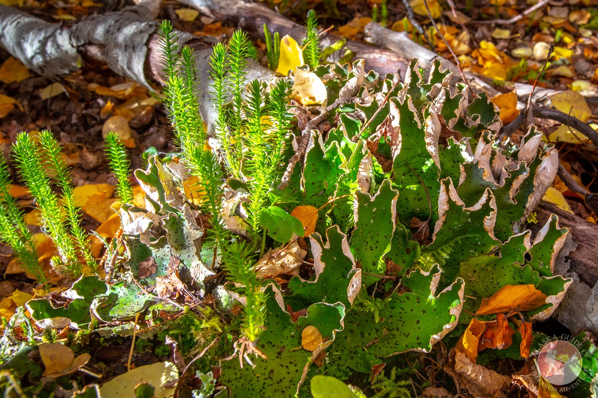 Common freckle pelt lichen