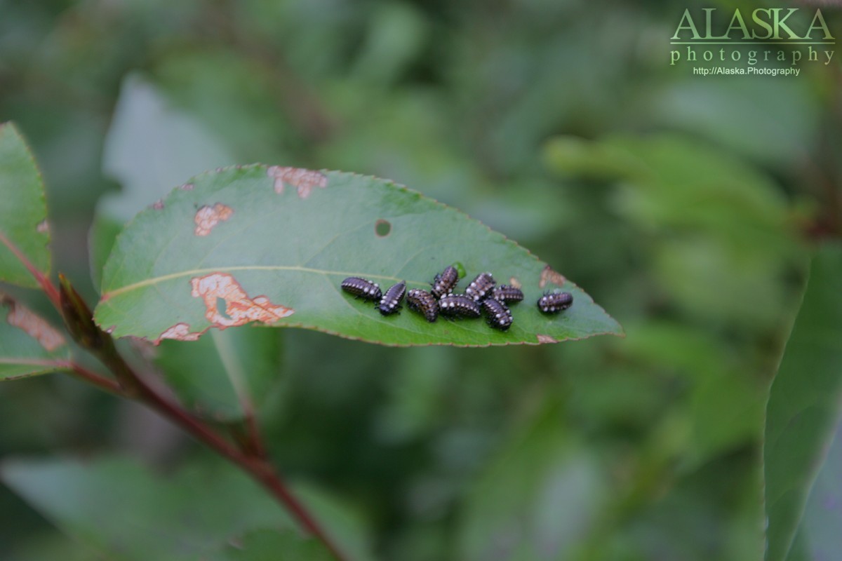 Cottonwood Leaf Beetle (Chrysomela scripta) in larva stage on a cottonwood leaf in Haines.