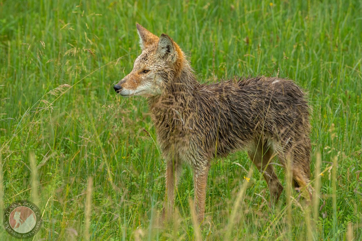 A coyote stands in the grass of Duck Flats, Valdez, Alaska.
