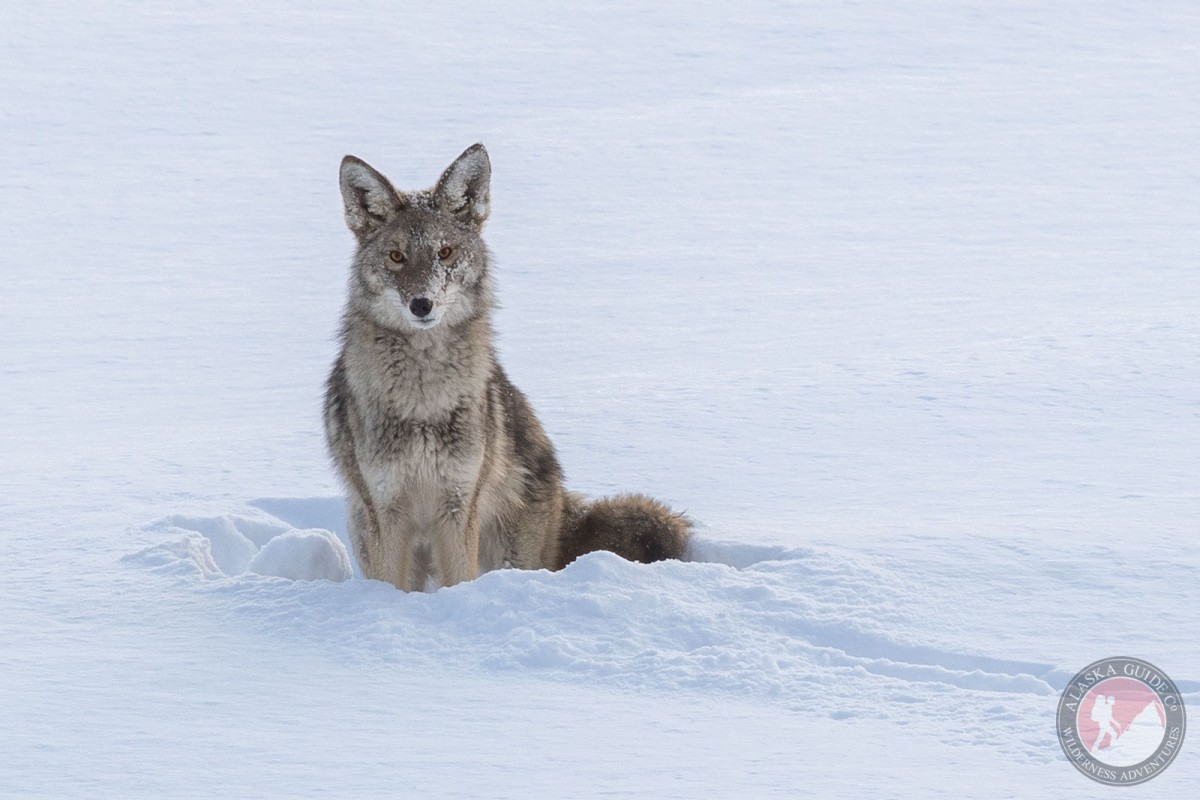 Coyote sits in the snow in the Lowe River Valley, Valdez, Alaska.