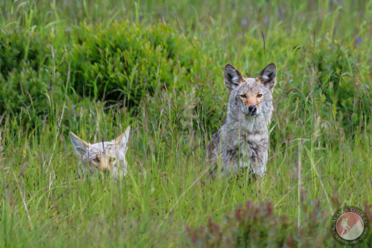 Coyotes sit in the grass of Duck Flats, Valdez, Alaska.