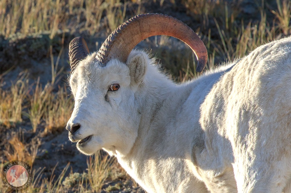 A young Dall sheep.