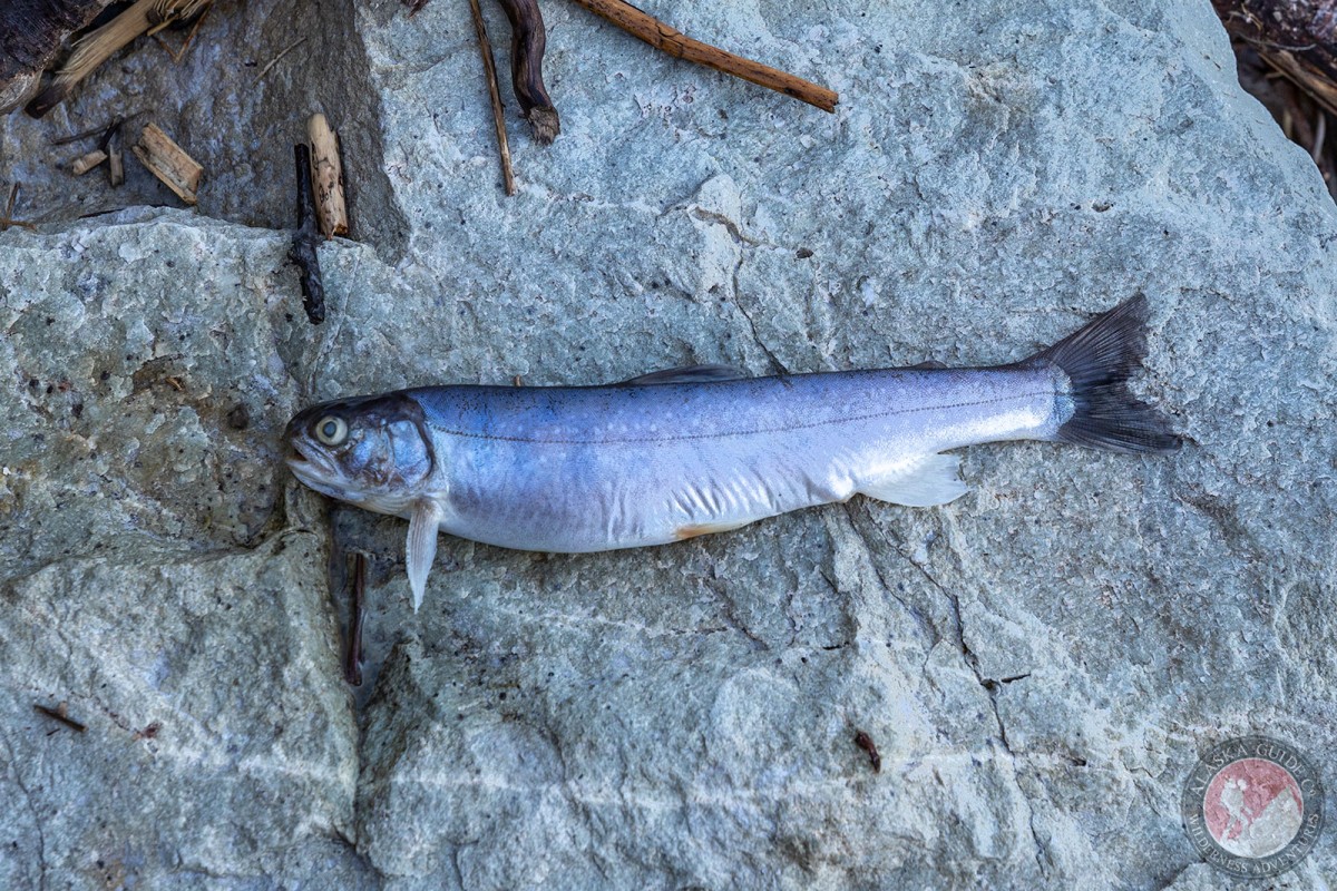 A dolly varden that had gotten beached during a rare 2019 migration into Valdez Glacier Lake.