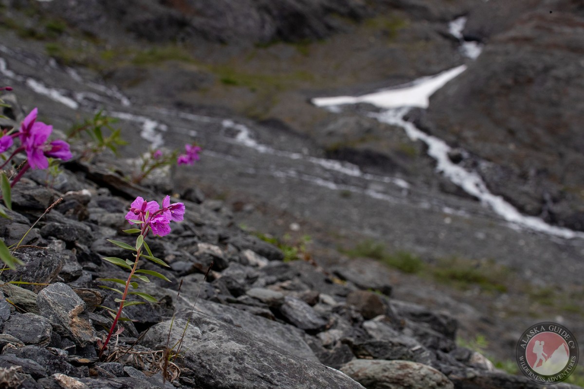 Dwarf fireweed growing on the slopes beneath DOT Glacier, Thompson Pass, Valdez, Alaska.