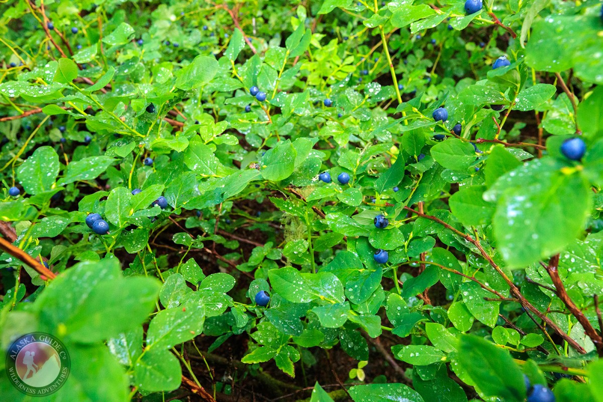 Early blueberry growing near Gold Creek, Valdez, Alaska.