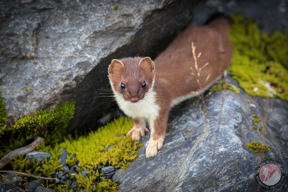 A short-tailed weasel pauses along the rocks along Port Valdez, near Valdez.
