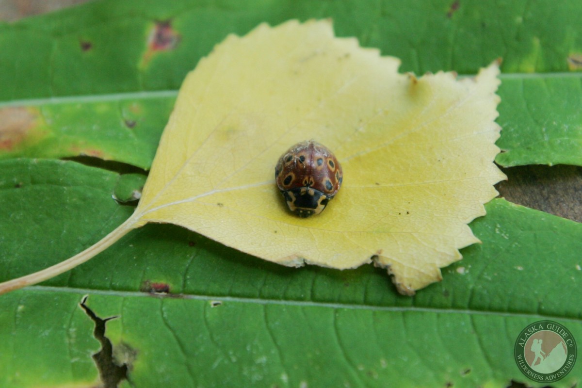 This brown ladybug know as the eye-spotted lady beetle was found near Fairbanks, Alaska.