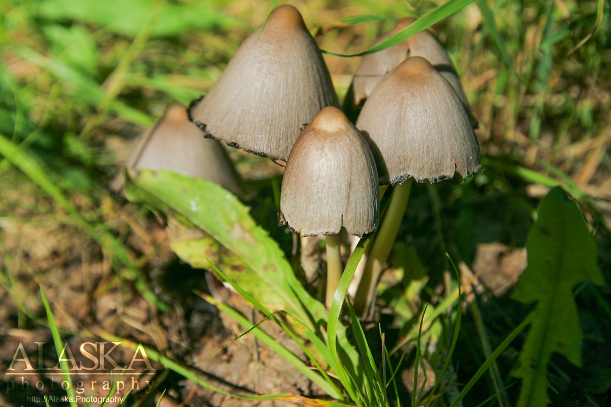 Mycena genus mushroom interior Alaska.