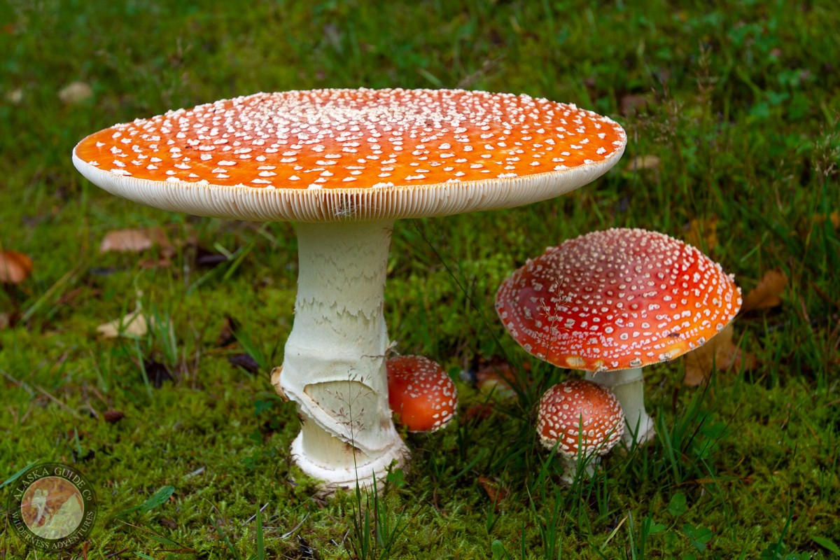 Fly agaric growing on the Chilkat Peninsula, Haines, Alaska.
