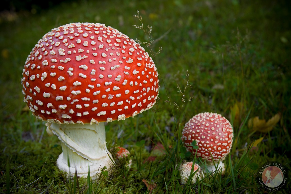 Fly agaric growing on the Chilkat Peninsula, Haines, Alaska.