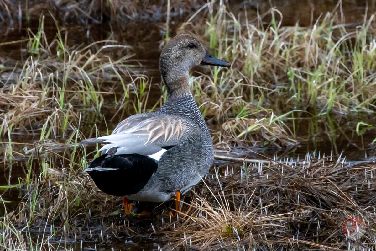 Gadwall at Duck Flats in Valdez, in the fall.