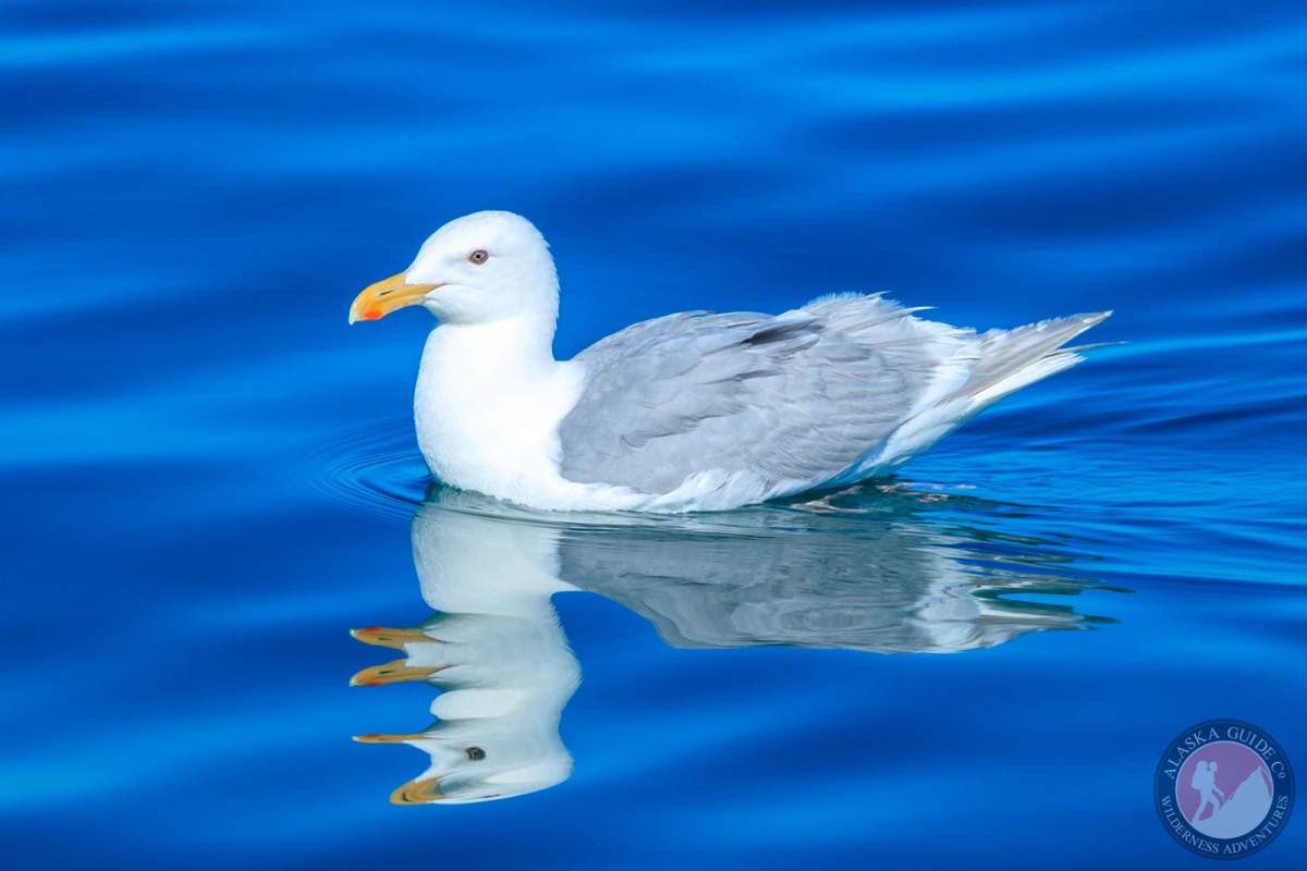 Glaucous gull out floating in the Gulf of Alaska.