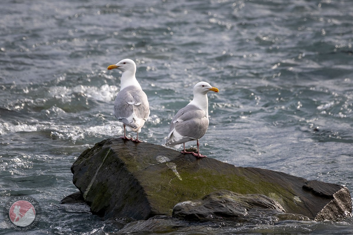 A pair of glaucous-winged gulls on Port Valdez, Valdez, Alaska.