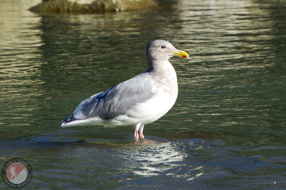 Glaucous-winged gull in the Chilkoot River, Haines, Alaska.