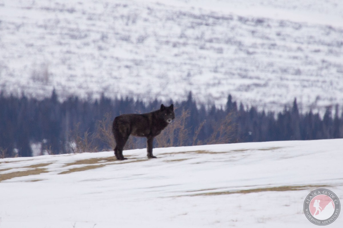 A black wolf likely from a lone from the Kelsall pack, Haines, Alaska.