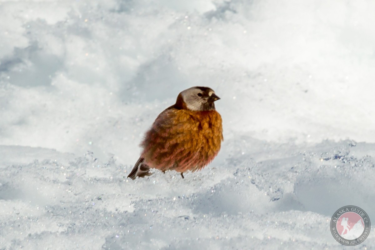 A gray-crowned rosy finch looks for an easy meal around Denali (Mt McKinley) Basecamp.