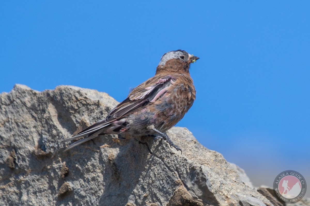Gray-crowned rosy finch in the Shublik Mountains. July 2023.