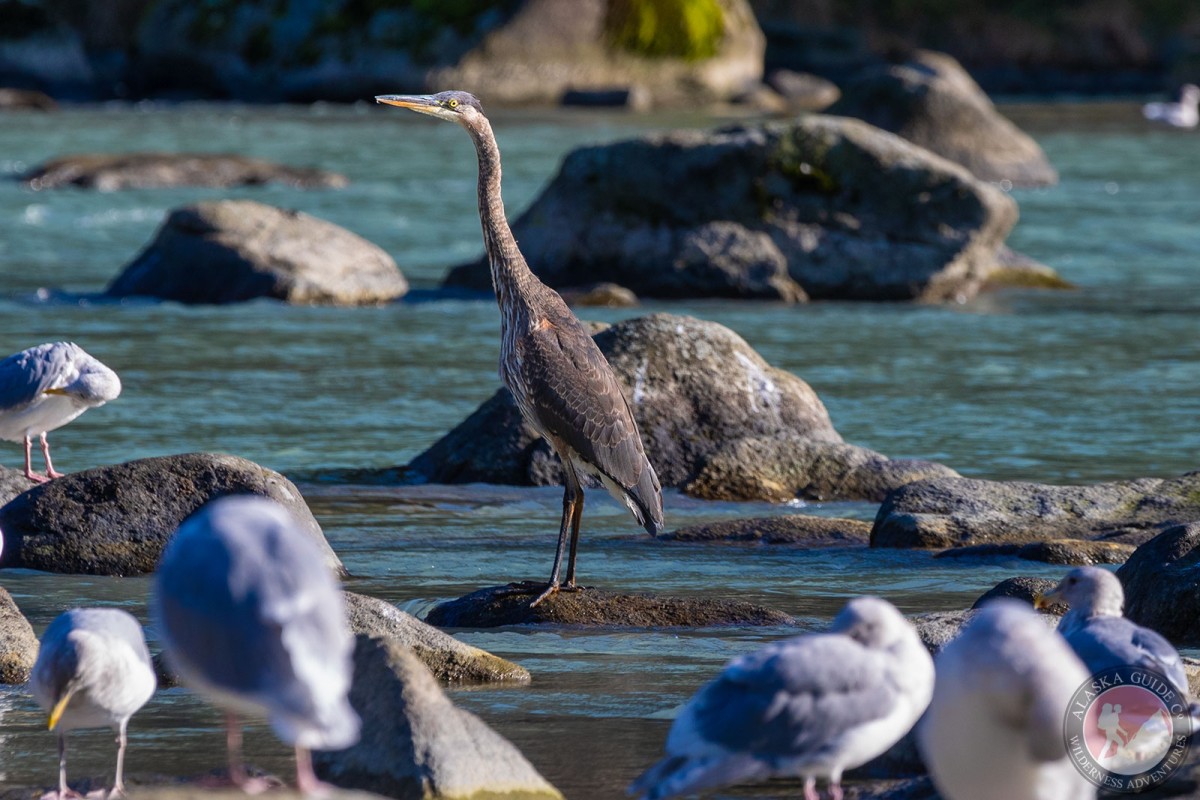 A great blue heron stands along the Chilkoot River behind a flock of gulls.