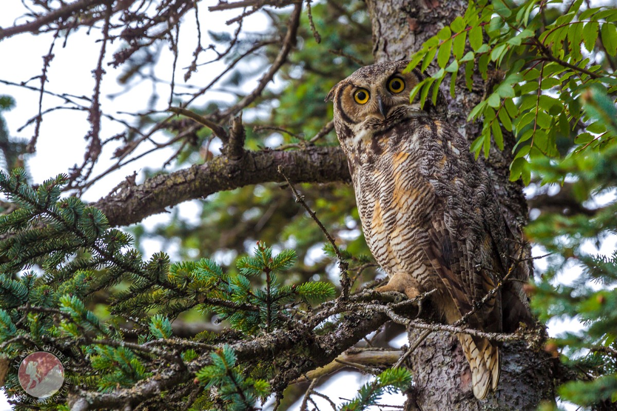 A great horned owl stands in a spruce tree on Dock Point, Valdez, Alaska.