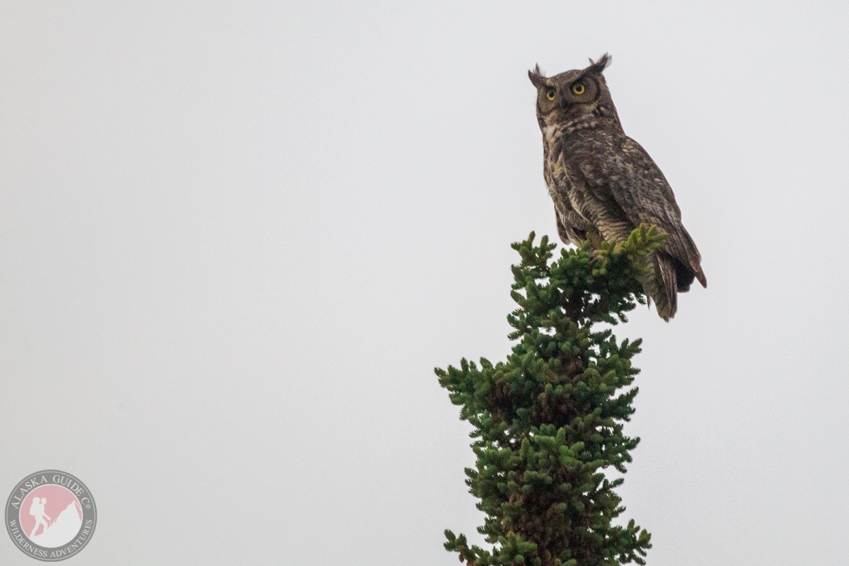 Great horned owl in a spruce tree south of Delta.