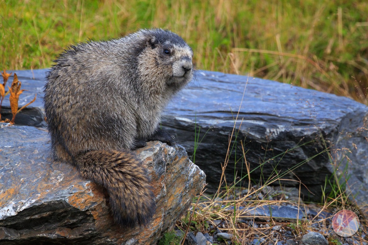 A hoary marmot near the Kelsey Dock, Valdez, Alaska.