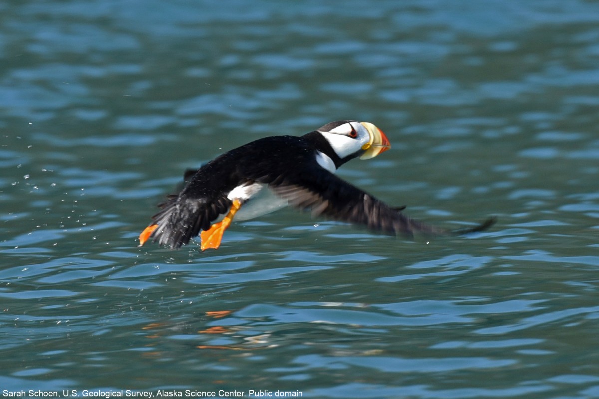 Horned Puffin, one of the species affected by a recent seabird die-off in the Pribilof Islands, AK. Near Chisik Island in Lower Cook Inlet, Alaska. Photo by Sarah Schoen, U.S. Geological Survey, Alaska Science Center. Public domain.