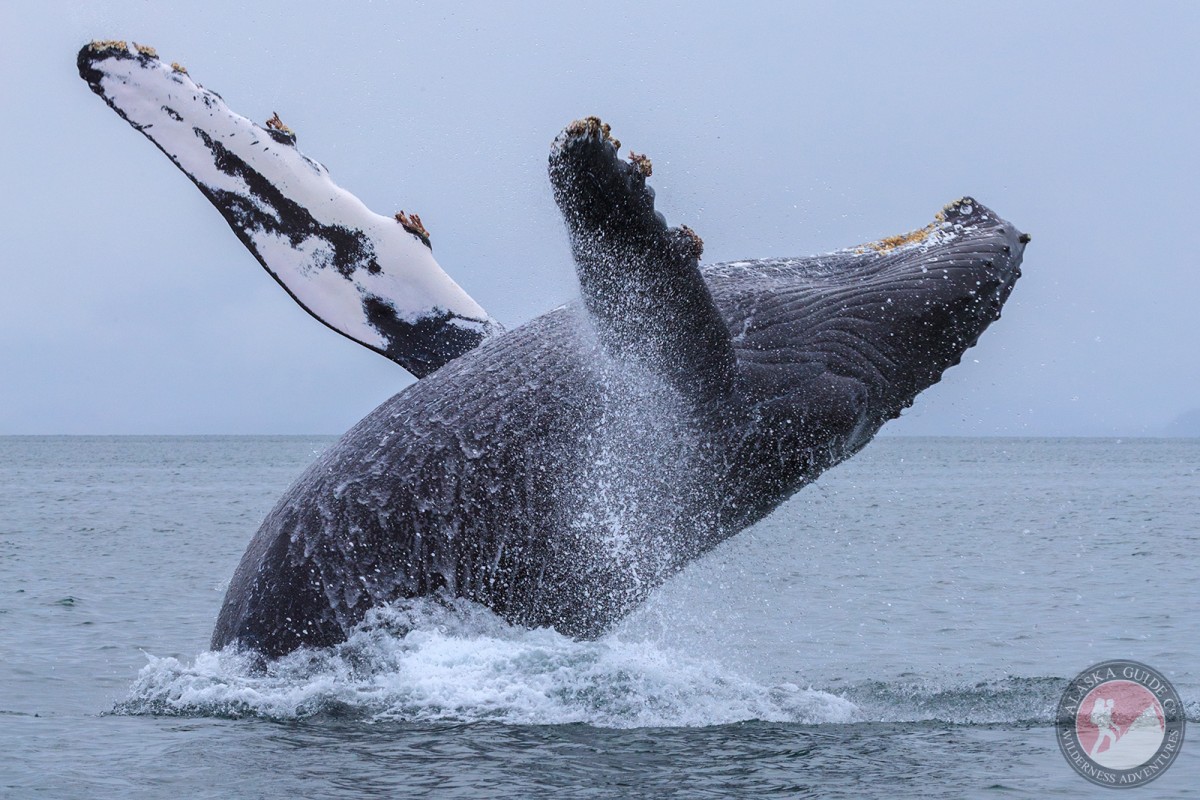 A humpback whale breaches in Port Valdez. May 20, 2016