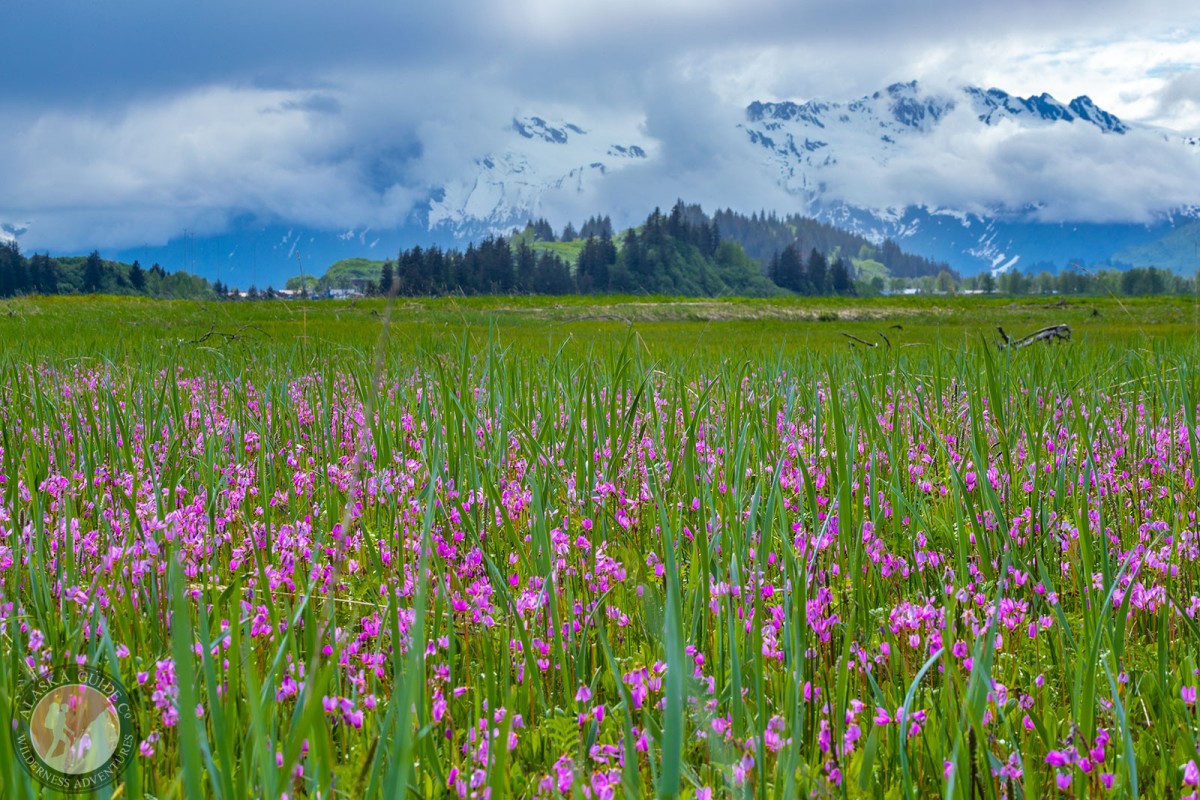A field of shooting star growing along the duck flats of Valdez.