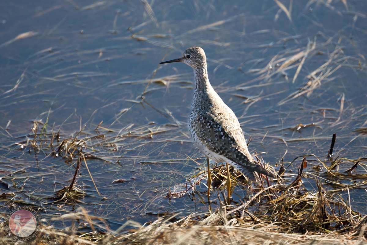 Lesser yellowlegs at a pond near the Fairbanks airport.