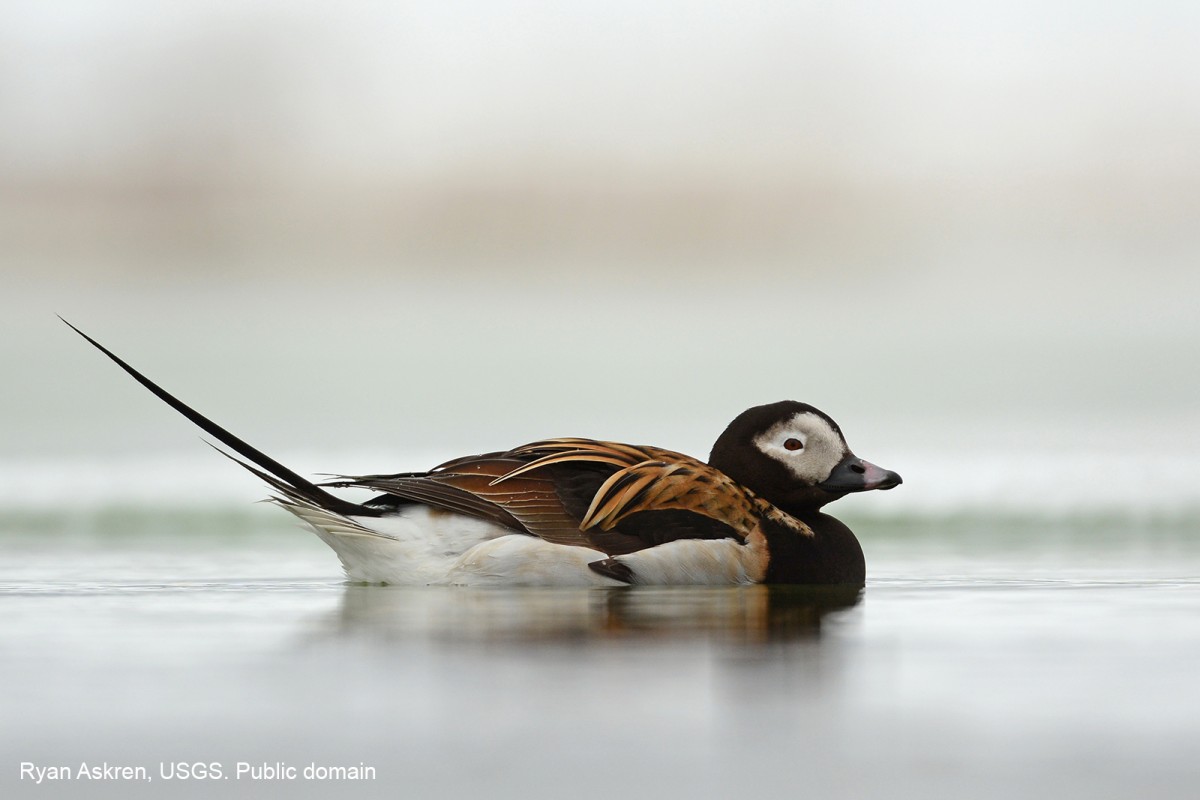 Male Long-tailed Duck floating in the water in Northern Alaska. Ryan Askren, USGS. Public domain