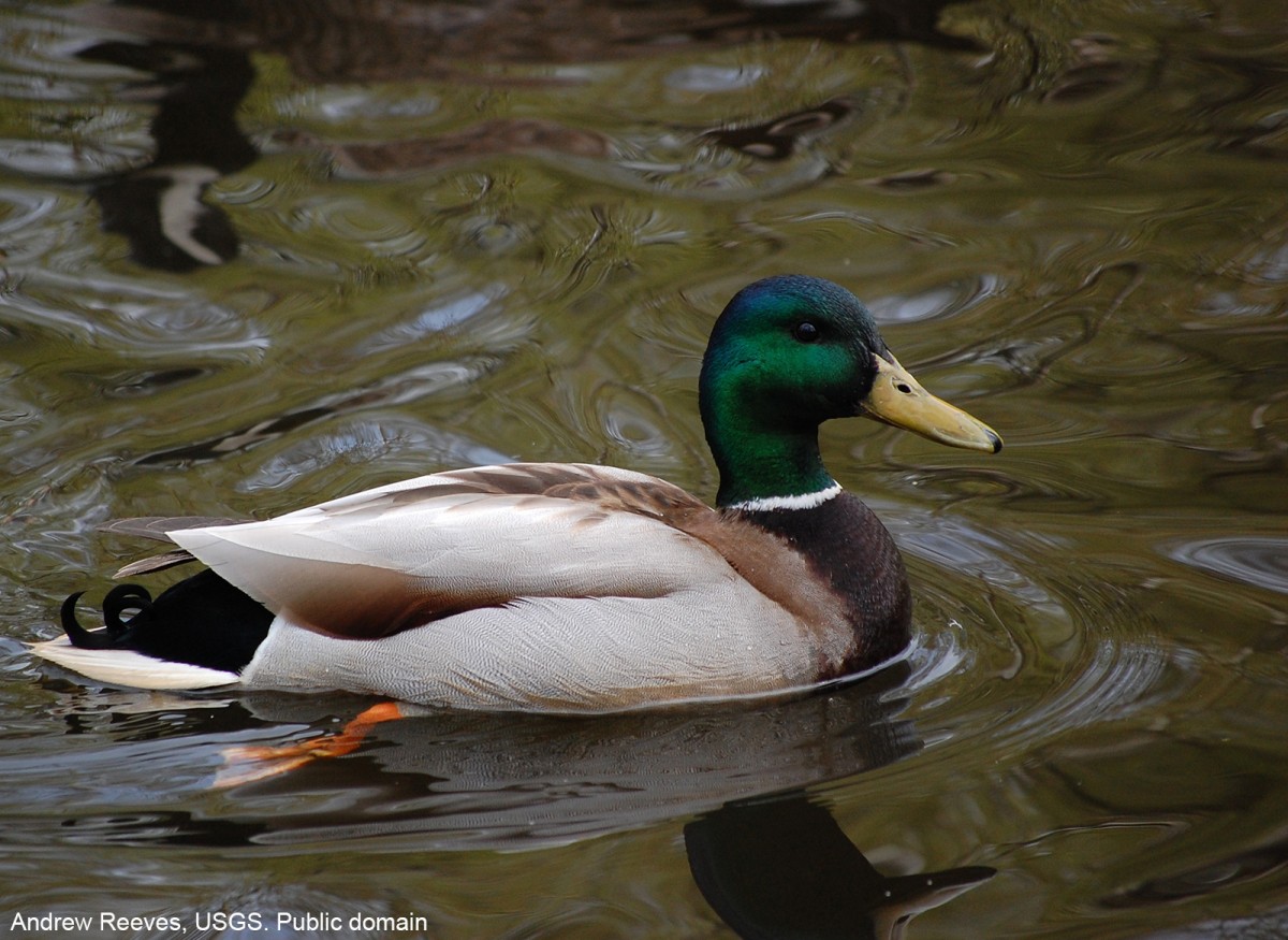 Mallard Duck swimming. Andrew Reeves, USGS. Public domain