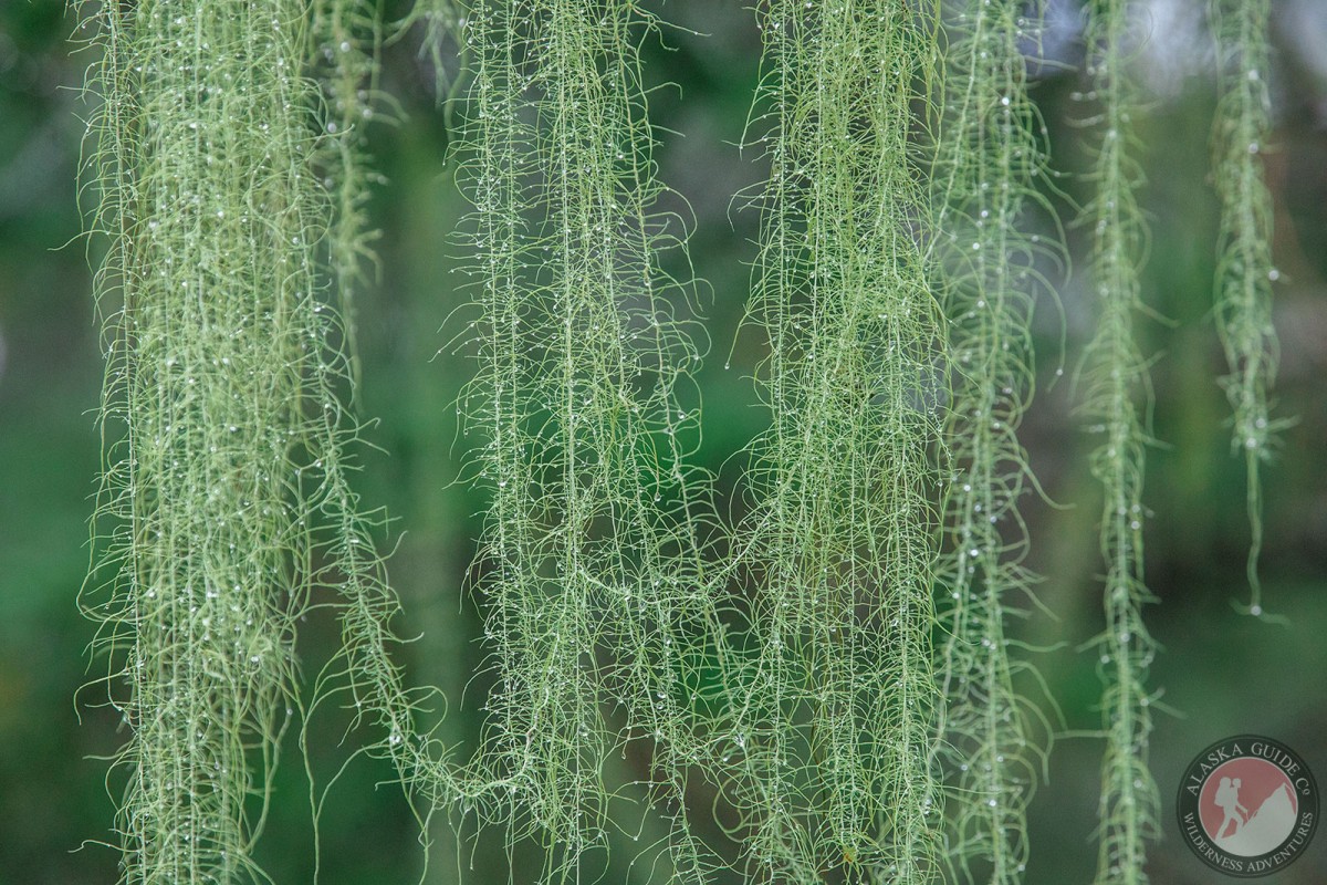 Identify Alaskan Lichen and Moss Species