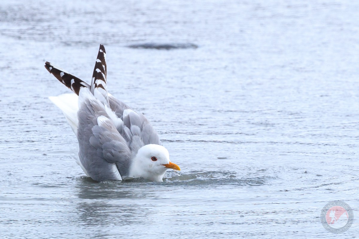 Mew gull bathing.