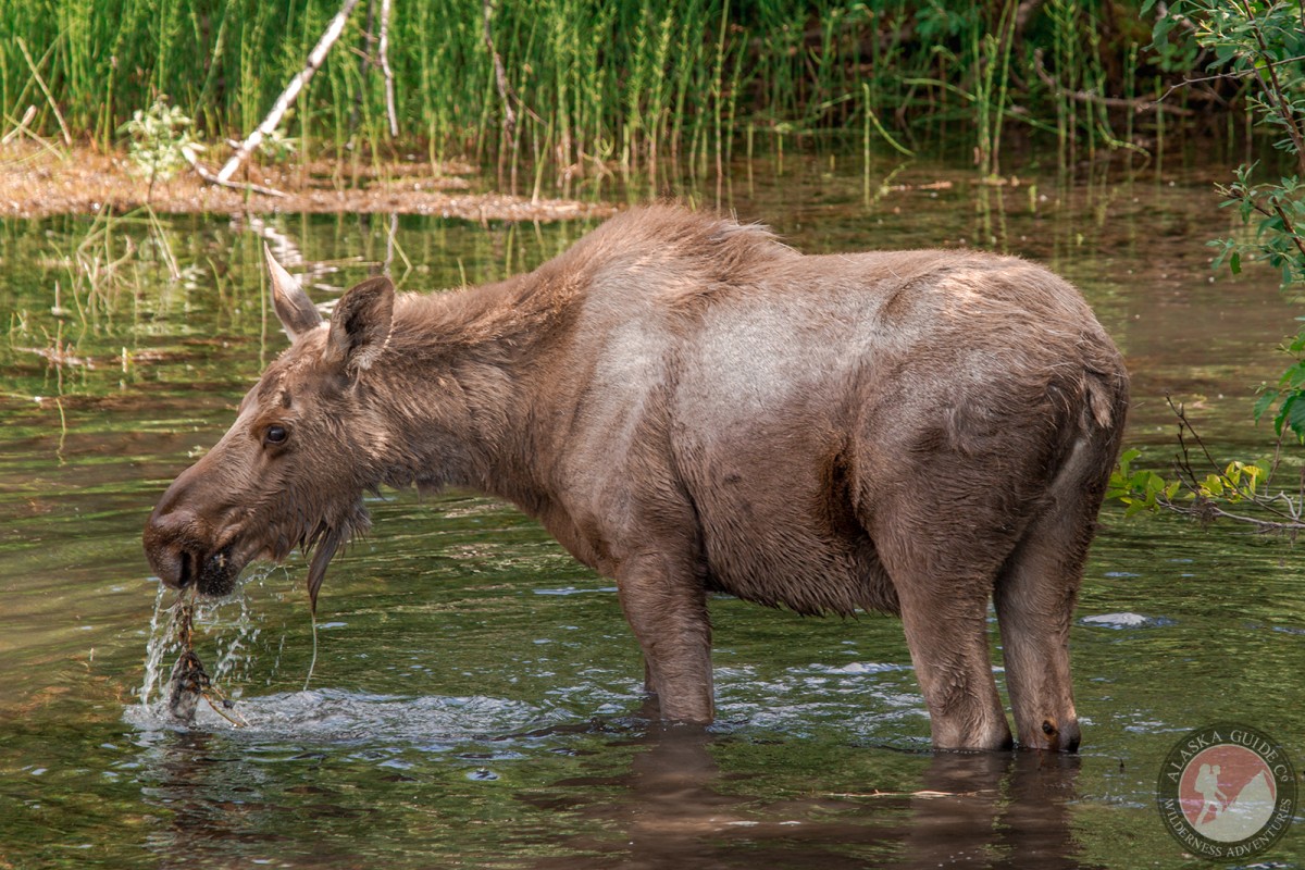 A moose stands in a pond while eating. Valdez, Alaska.