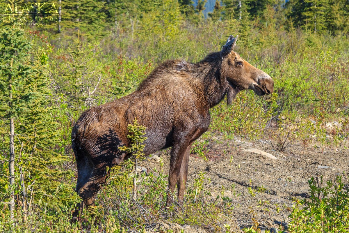 A moose stands in the brush south of the Alaska Range along the Denali Highway.