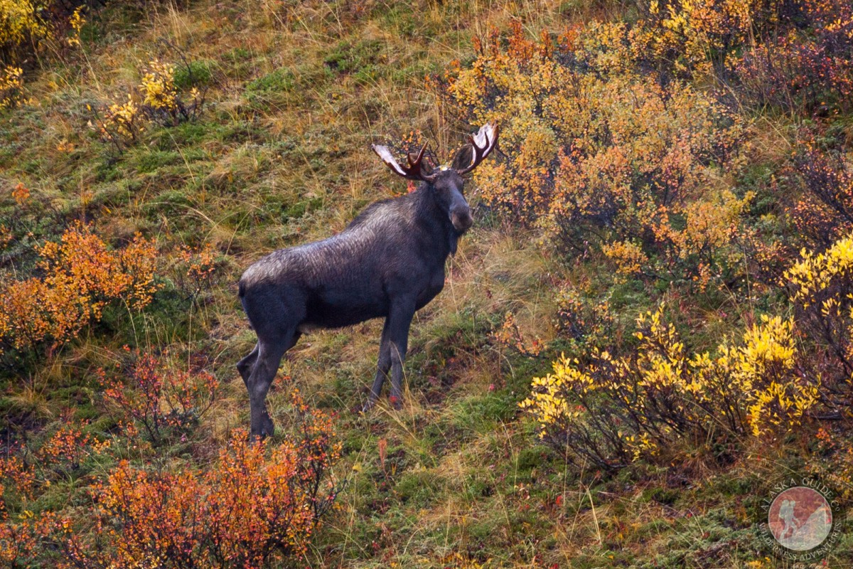 A moose stands in fall foliage near Haines Summit.
