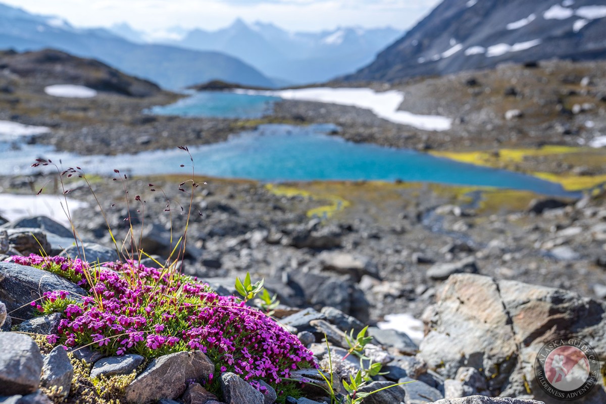 Moss campion growing by some alpine lakes in the Chugach Mountains.